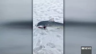 Concerns over shark fishing at popular WA beach just months after fatal attack |ABC News