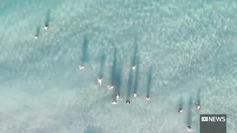 Concerns over shark fishing at popular WA beach just months after fatal attack |ABC News