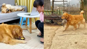 Golden Retriever is not satisfied after eating his food????Funny dog ​​stole a chicken????