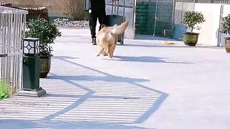 Golden Retriever is not satisfied after eating his food????Funny dog ​​stole a chicken????