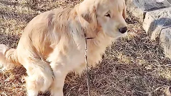 Golden Retriever is not satisfied after eating his food????Funny dog ​​stole a chicken????