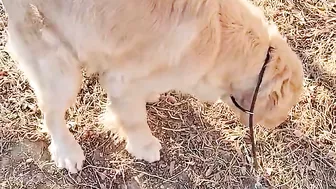 Golden Retriever is not satisfied after eating his food????Funny dog ​​stole a chicken????