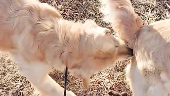 Golden Retriever is not satisfied after eating his food????Funny dog ​​stole a chicken????