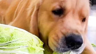 Golden Retriever is not satisfied after eating his food????Funny dog ​​stole a chicken????