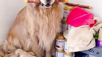 Golden Retriever is not satisfied after eating his food????Funny dog ​​stole a chicken????