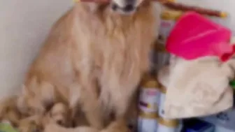 Golden Retriever is not satisfied after eating his food????Funny dog ​​stole a chicken????