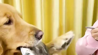 Golden Retriever is not satisfied after eating his food????Funny dog ​​stole a chicken????