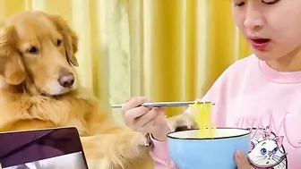 Golden Retriever is not satisfied after eating his food????Funny dog ​​stole a chicken????