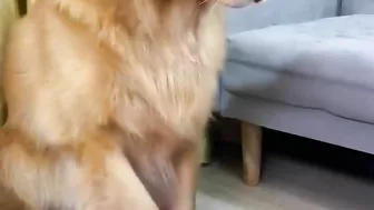 Golden Retriever is not satisfied after eating his food????Funny dog ​​stole a chicken????