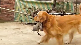 Golden Retriever is not satisfied after eating his food????Funny dog ​​stole a chicken????