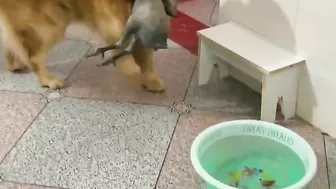 Golden Retriever is not satisfied after eating his food????Funny dog ​​stole a chicken????