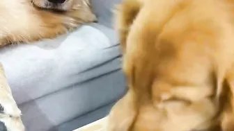 Golden Retriever is not satisfied after eating his food????Funny dog ​​stole a chicken????