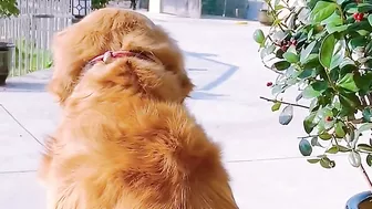 Golden Retriever is not satisfied after eating his food????Funny dog ​​stole a chicken????