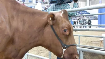 Pennsylvania Farm Show 2022: Celebrity Cow Milking Contest