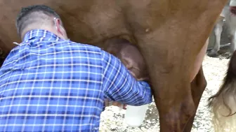 Pennsylvania Farm Show 2022: Celebrity Cow Milking Contest