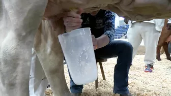 Pennsylvania Farm Show 2022: Celebrity Cow Milking Contest