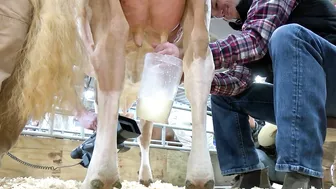 Pennsylvania Farm Show 2022: Celebrity Cow Milking Contest