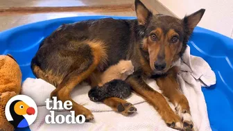 Mama Dog Who Lost Her Puppies Was Heartbroken Until She Got Kittens | The Dodo