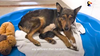 Mama Dog Who Lost Her Puppies Was Heartbroken Until She Got Kittens | The Dodo