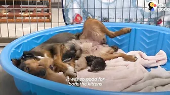 Mama Dog Who Lost Her Puppies Was Heartbroken Until She Got Kittens | The Dodo