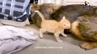 Mama Dog Who Lost Her Puppies Was Heartbroken Until She Got Kittens | The Dodo