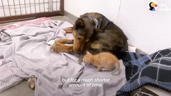 Mama Dog Who Lost Her Puppies Was Heartbroken Until She Got Kittens | The Dodo