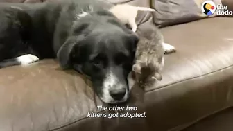 Mama Dog Who Lost Her Puppies Was Heartbroken Until She Got Kittens | The Dodo