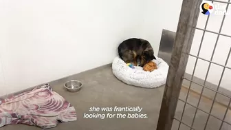 Mama Dog Who Lost Her Puppies Was Heartbroken Until She Got Kittens | The Dodo