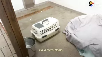 Mama Dog Who Lost Her Puppies Was Heartbroken Until She Got Kittens | The Dodo