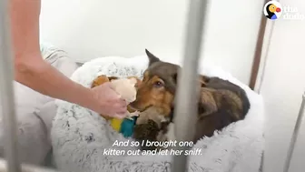 Mama Dog Who Lost Her Puppies Was Heartbroken Until She Got Kittens | The Dodo