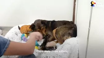 Mama Dog Who Lost Her Puppies Was Heartbroken Until She Got Kittens | The Dodo