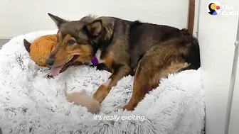 Mama Dog Who Lost Her Puppies Was Heartbroken Until She Got Kittens | The Dodo