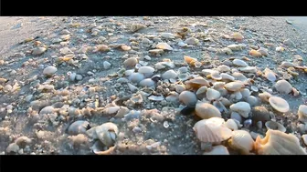 VIRTUAL SHELLING The Navarre Beach Pier