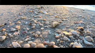 VIRTUAL SHELLING The Navarre Beach Pier