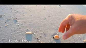 VIRTUAL SHELLING The Navarre Beach Pier