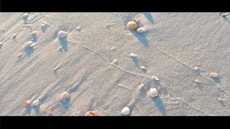 VIRTUAL SHELLING The Navarre Beach Pier