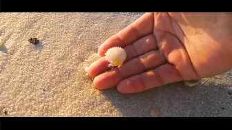 VIRTUAL SHELLING The Navarre Beach Pier