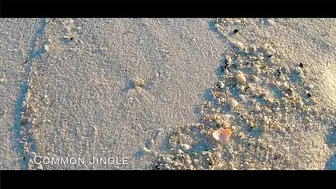 VIRTUAL SHELLING The Navarre Beach Pier