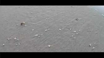 VIRTUAL SHELLING The Navarre Beach Pier