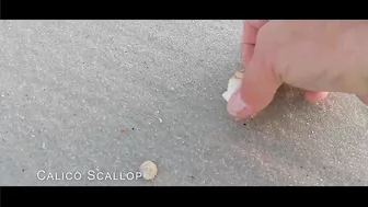 VIRTUAL SHELLING The Navarre Beach Pier