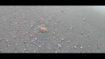 VIRTUAL SHELLING The Navarre Beach Pier