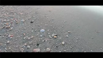 VIRTUAL SHELLING The Navarre Beach Pier