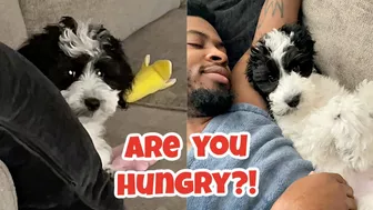 ASKING OUR PUPPY "ARE YOU HUNGRY?" ????????  (Compilation)