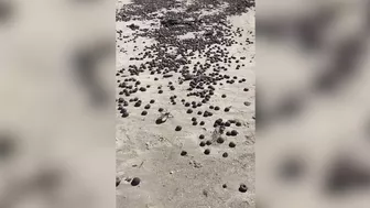 Thousands of sea critters wash up on Madeira Beach