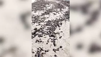 Thousands of sea critters wash up on Madeira Beach