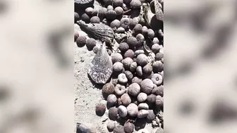 Thousands of sea critters wash up on Madeira Beach