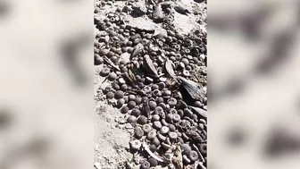 Thousands of sea critters wash up on Madeira Beach