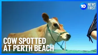 Cow Spotted At Perth Beach | 10 News First