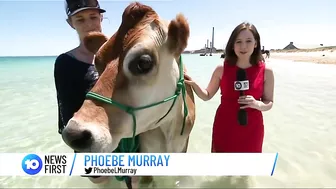 Cow Spotted At Perth Beach | 10 News First