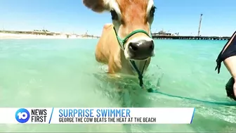 Cow Spotted At Perth Beach | 10 News First